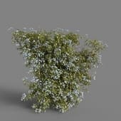 MT PM V77 Solanum jasminoides variegata 01 01