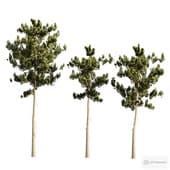 Pinus sylvestris 003