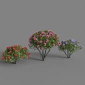 Rhododendron 04