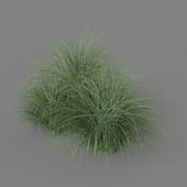 Miscanthus sinensis 01 04