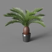 Искусственное дерево Cicas Palm 65 cm