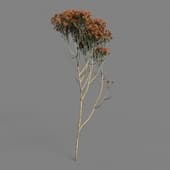 MT PM V53 Verticordia nitens 01 01