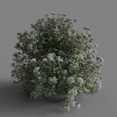 MT PM V60 Viburnum tinus 01 04