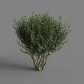 MT PM V28 Prunus laurocerasus 01 08
