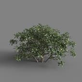 MT PM V58 Pittosporum glabratum 01 06