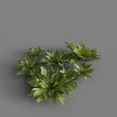 MT PM V82 Rhodobryum roseum 01 04