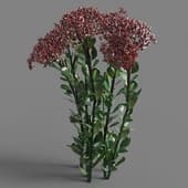 102 Hylotelephium spectabile v3