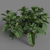 Mentha arvensis 01 04