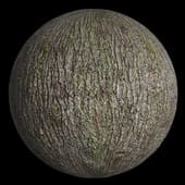 BarkDeciduous007 HIRES