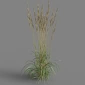 MT PM V65 Calamagrostis acutiflora 01 02