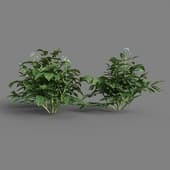 MT PM V38 Solanum tuberosum 01 06