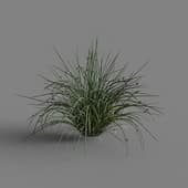 MT PM V69 Juncus effusus 01 03