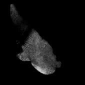 Finger_Print_26