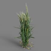 MT PM V38 Triticum 01 05