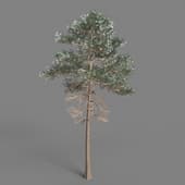 AM075 tree