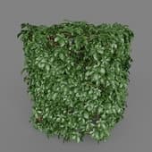 MT PM V82 Tetrastigma umbellatum 01 06
