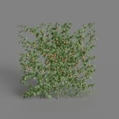 MT PM V68 Striped abutilon 01 01