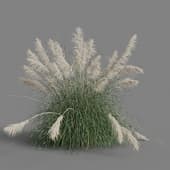 Cortaderia selloana 01 08