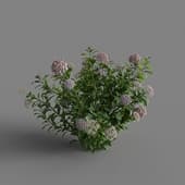 MT PM V70 Hydrangea macrophylla Thistle 01 04