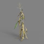 MT PM V38 Zea mays 01 08
