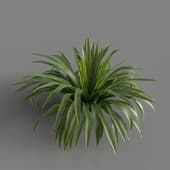MT PM V69 Iris confusa 01 03