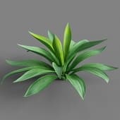 001 agave