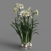 MT PM V69 Narcissus tazetta 01 03