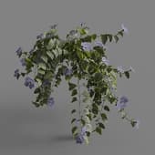 MT PM V86 Vinca major 01 04