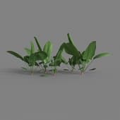 MT PM V38 Spinacia oleracea 01 02