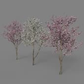 Prunus cerasus Cherry flowering
