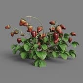 MT PM V38 Fragaria 01 09