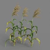 MT PM V38 Sorghum bicolor 01 07