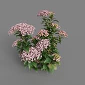 MT PM V70 Hydrangea macrophylla MistyRose 01 05