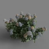 MT PM V70 Hydrangea macrophylla Mix 01 06
