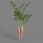 MT PM V93 Daucus carota sativus 01 02