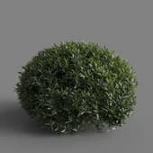 MT PM V77 Phillyrea angustifolia 01 06