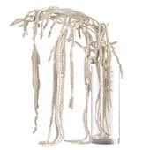 Plant839