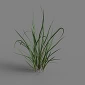 MT PM V65 Acorus calamus 01 02