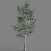 008 Betula