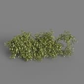 MT PM V77 Solanum jasminoides variegata 01 04