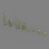 AM235 010 Artemisia