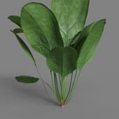 MT PM V38 Spinacia oleracea 01 05