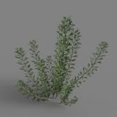 MT PM V85 Artemisia abrotanum 01 01