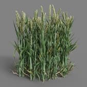 MT PM V38 Triticum 01 07
