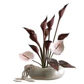 Plant871