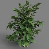 MT PM V38 Solanum tuberosum 01 08