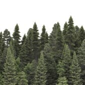 FOREST 4K background