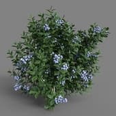 MT PM V38 Vaccinium 01 05
