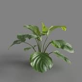 MT PM V62 Calathea orbifolia 01 05