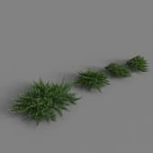 Juniperus Sabina
